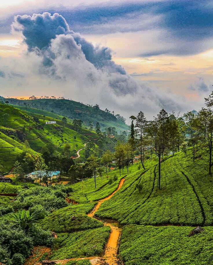 Scenic Tea Hills