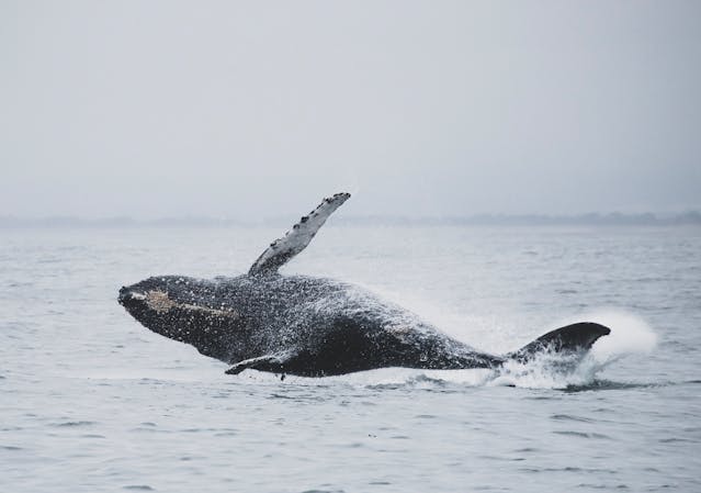 Whale and Dolphin Watching