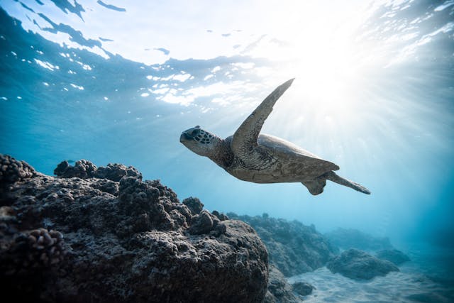 Snorkeling and Diving
