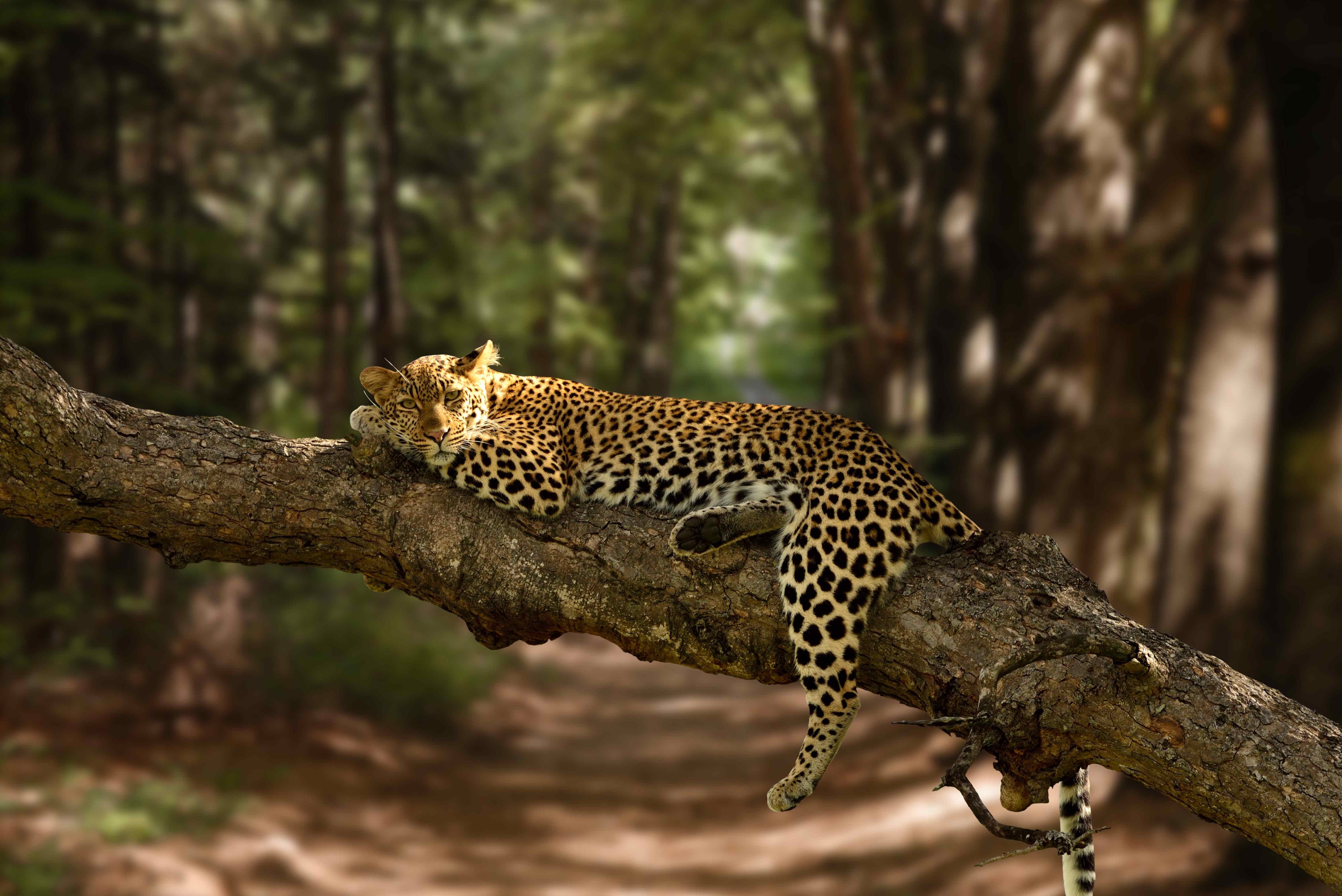 Wildlife safari
