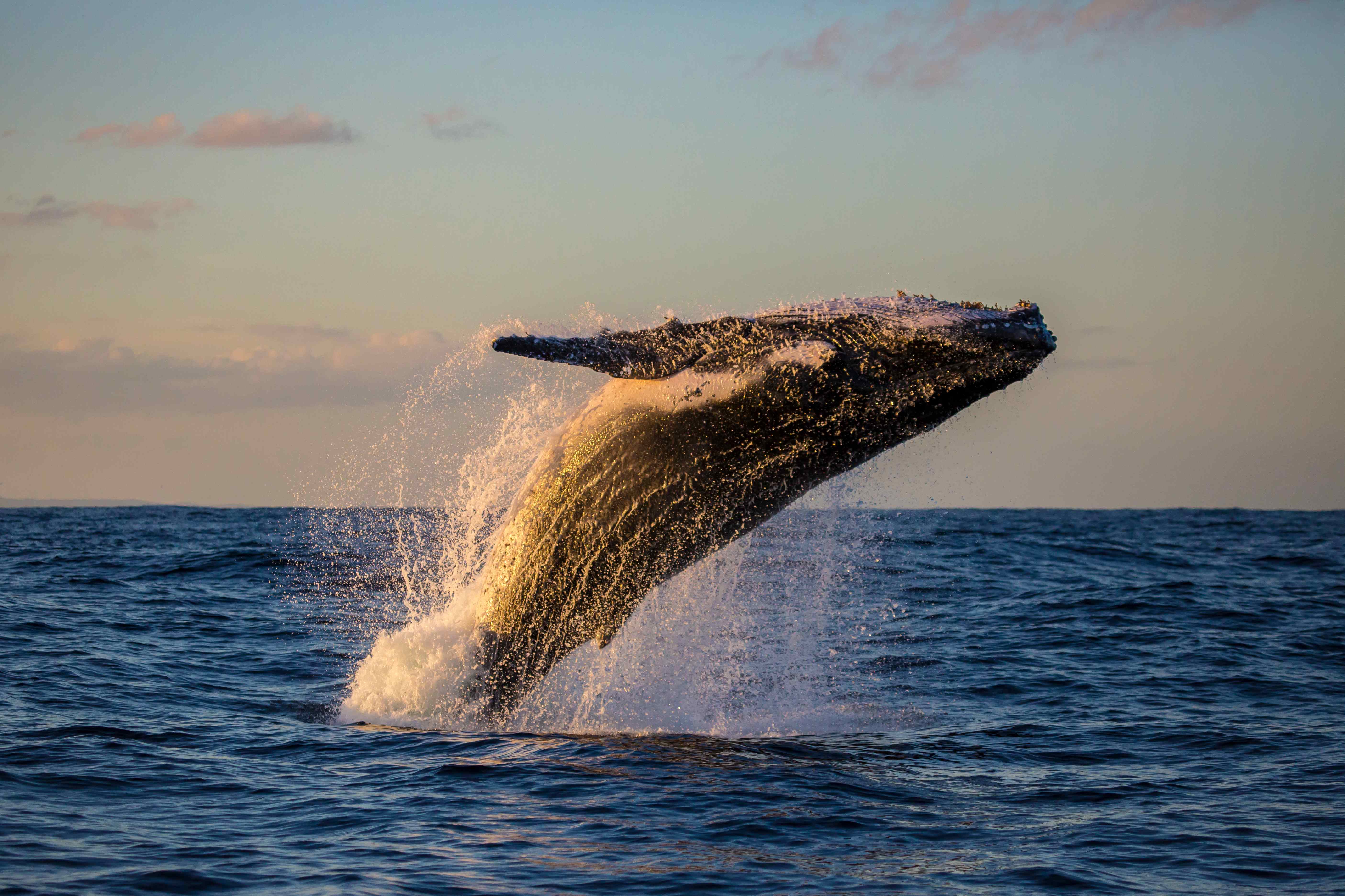 Whale voyages