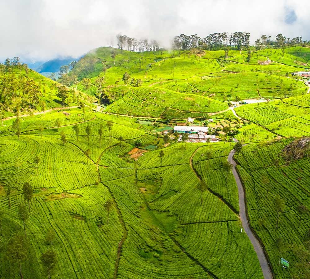 Tea Hills