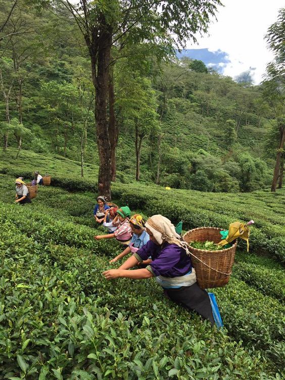Tea tasting