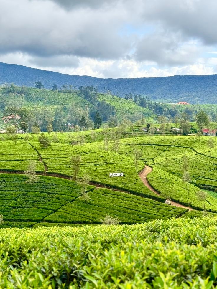Scenic Tea Hills