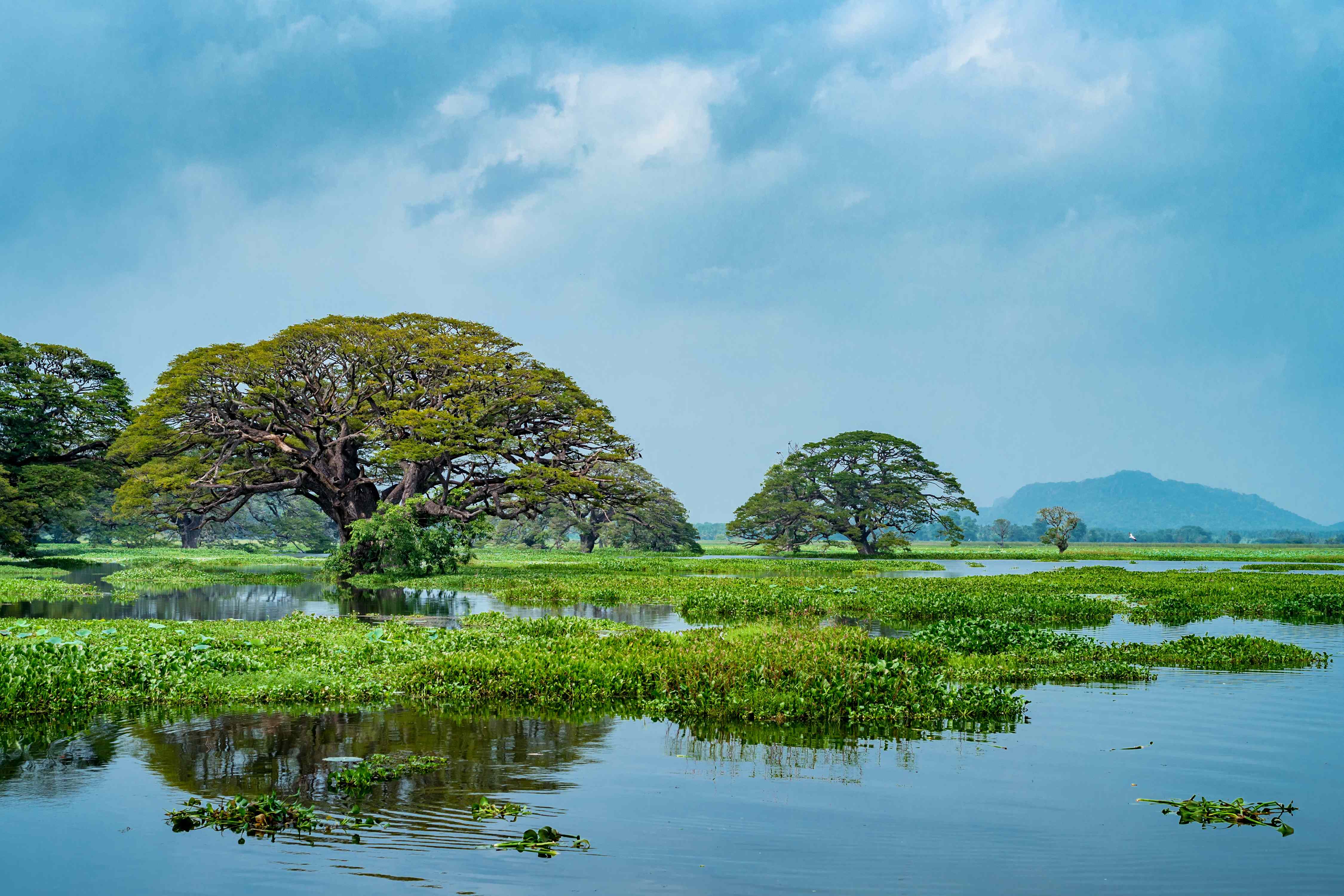 Chilaw